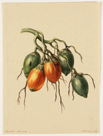 BB+ 006
          <br/>
          Pinangnoot
          <br/>
          <em>Koning, Elisabeth Johanna (1816-1887)</em>